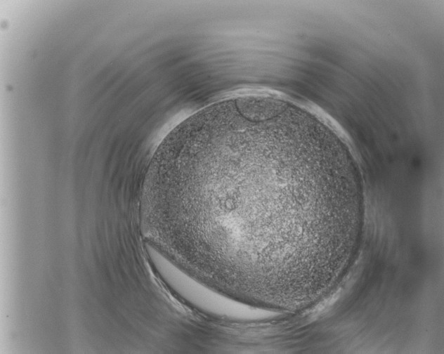 X0000065260953200602211246