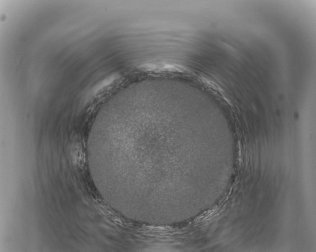 X0000065260966200602211246