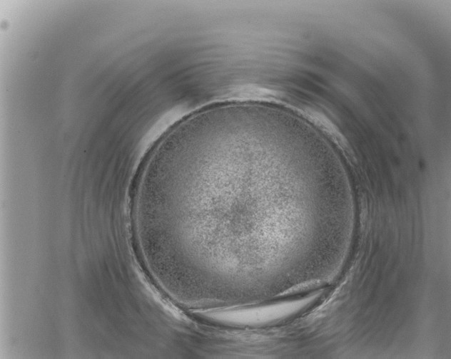 X0000065260990200602211245