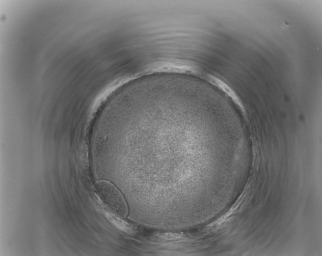 X0000065261027200602211244