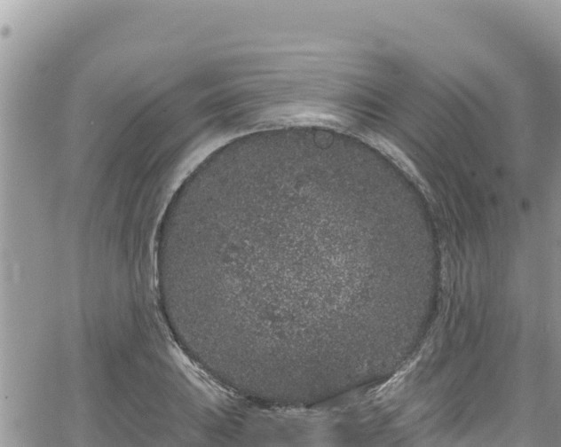 X0000065261031200602211245