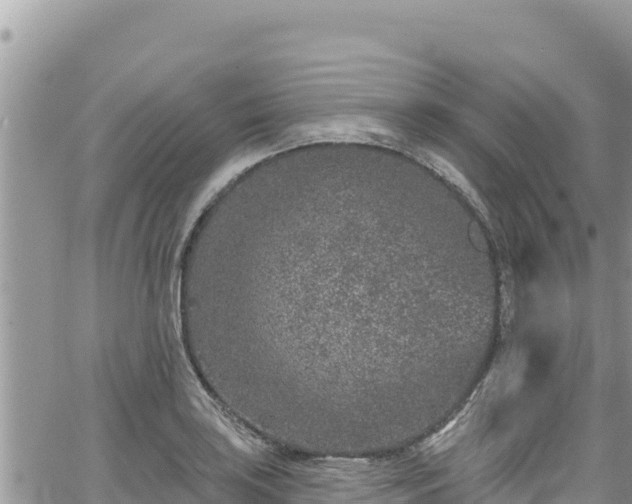 X0000065261035200602211245