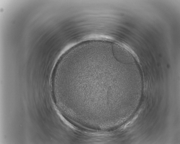 X0000065261037200602211245