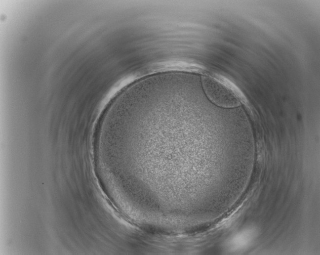 X0000065261043200602211245