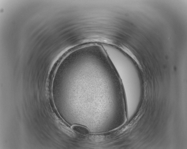 X0000065261068200602211244