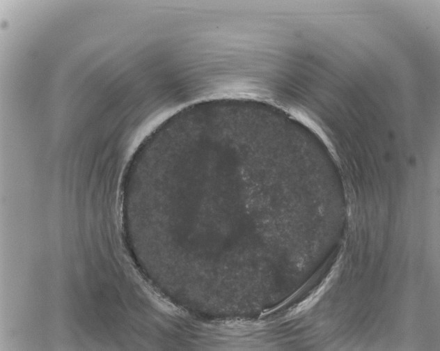 X0000065261077200602211244