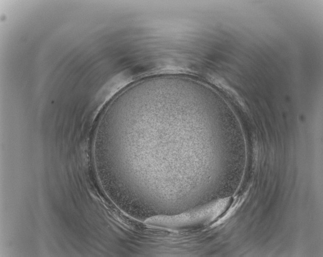 X0000065261170200602211242