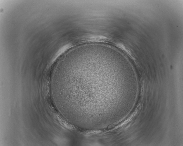 X0000065261211200602211241