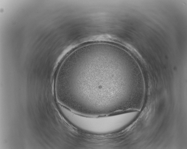 X0000065261224200602211241