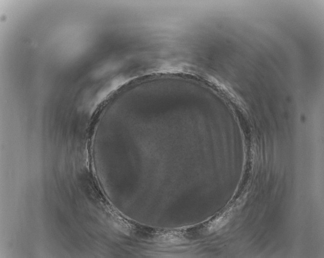 X0000065261262200602211241