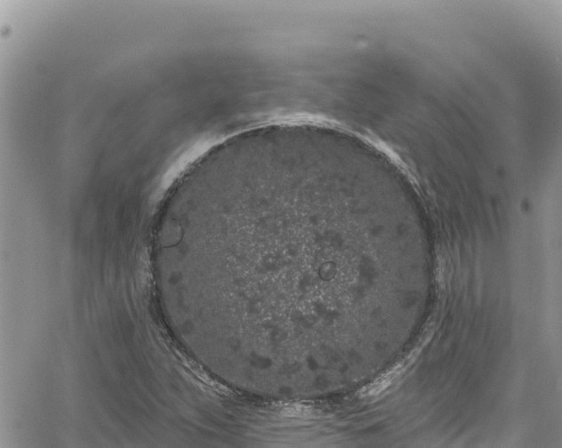 X0000065261263200602211241