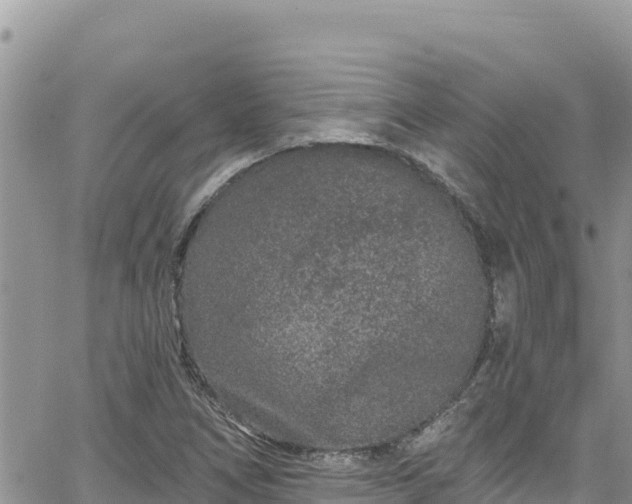 X0000065261266200602211241