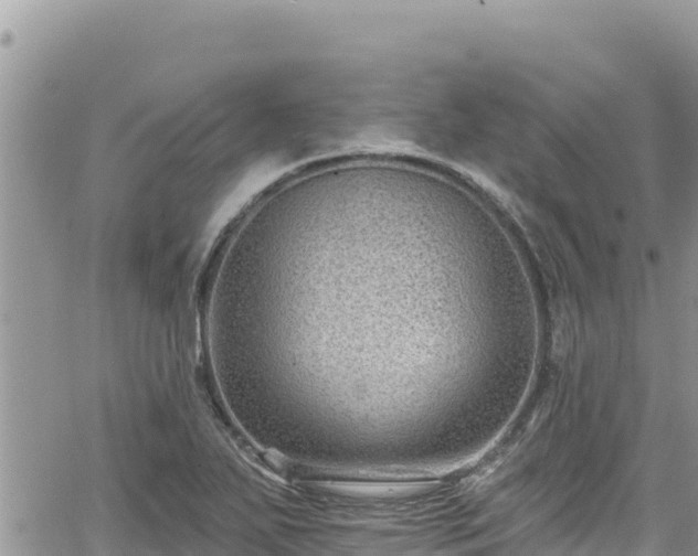 X0000065261271200602211241