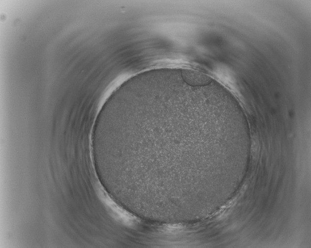 X0000065261283200602211240