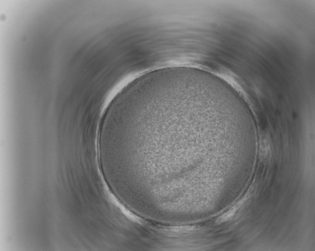 X0000065261294200602211240