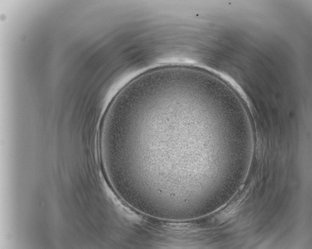 X0000065261295200602211240