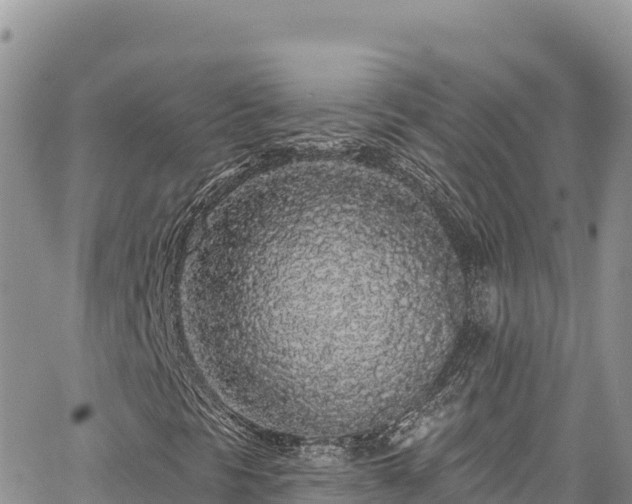 X0000065261297200602211239