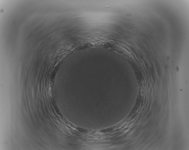 X0000065261298200602211239