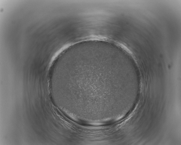 X0000065261310200602211240