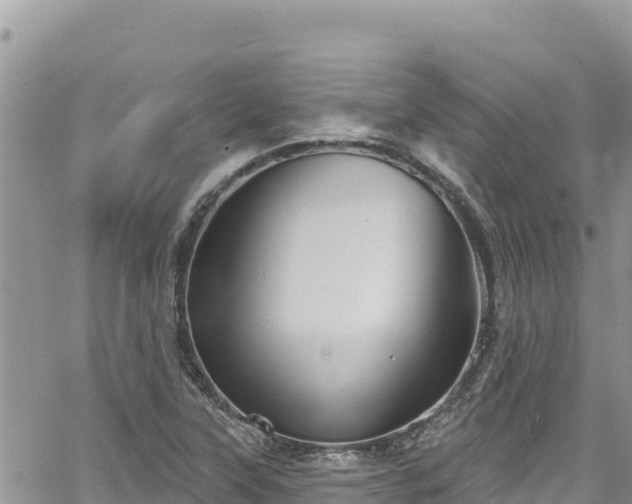 X0000065261315200602211240