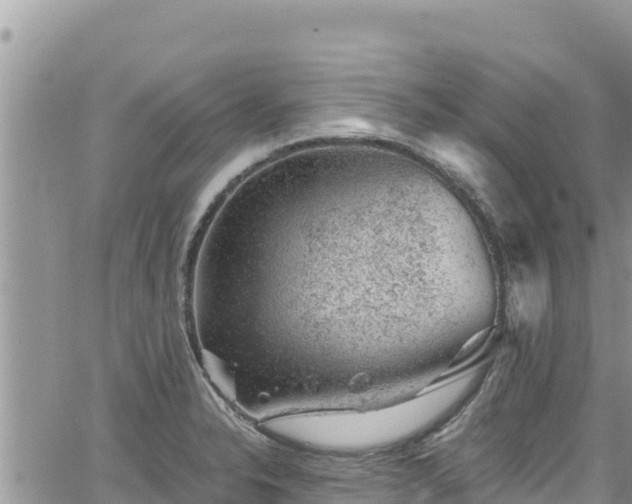 X0000065261326200602211240