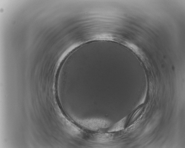 X0000065261331200602211240