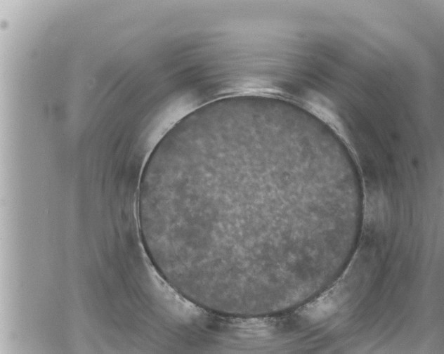 X0000065261338200602211240