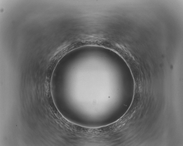 X0000065261350200602211239