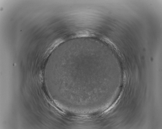 X0000065261353200602211239