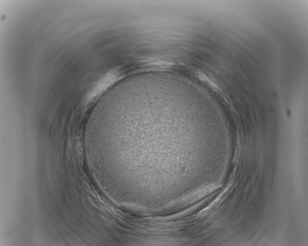 X0000065261354200602211239