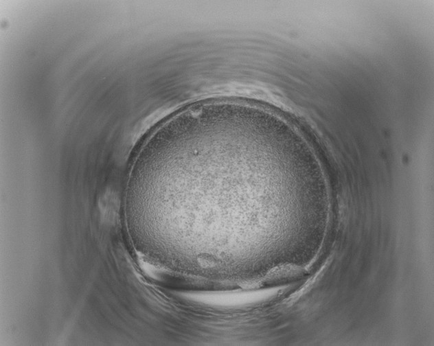 X0000065261505200602211237