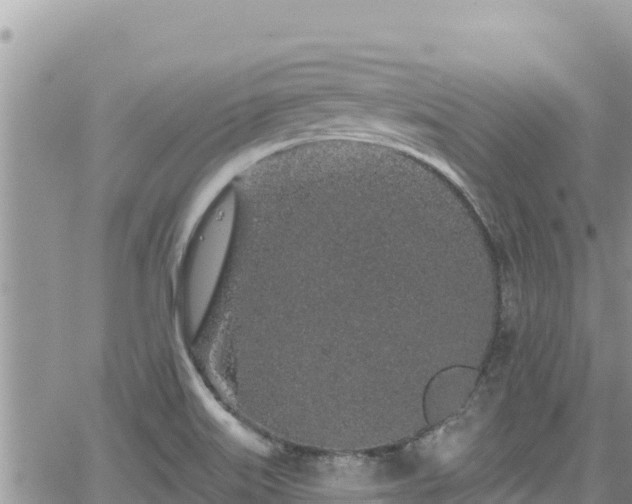 X0000065261515200602211237