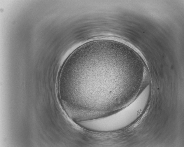 X0000065261533200602211237