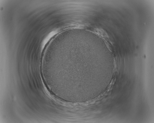 X0000065260003200602242126