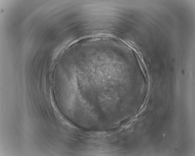 X0000065260097200602242125