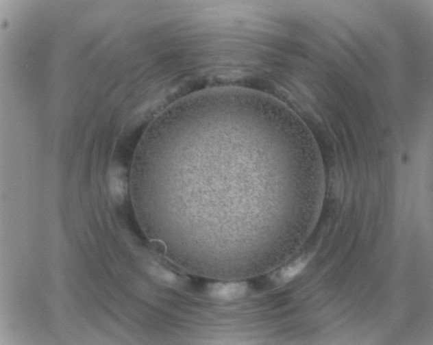 X0000065260135200602242124