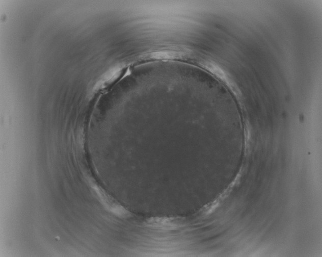 X0000065260297200602242122