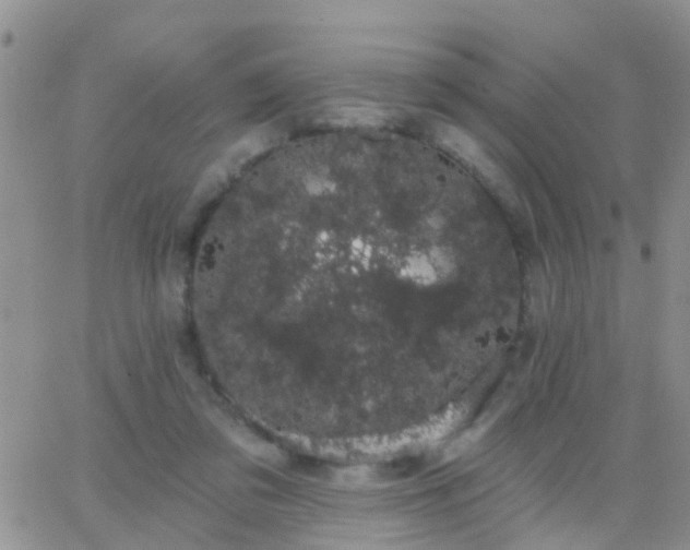 X0000065260309200602242121