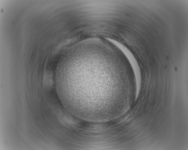 X0000065260323200602242121