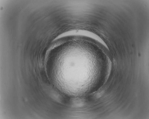 X0000065260331200602242121