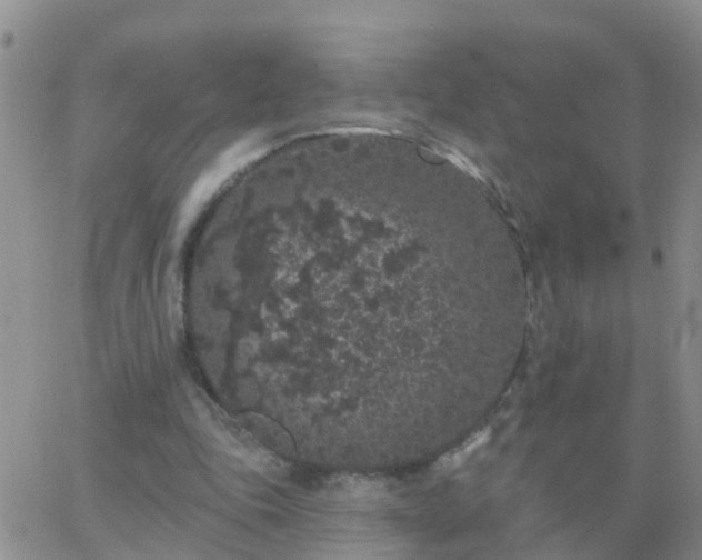 X0000065260343200602242120