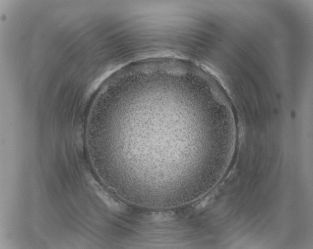 X0000065260345200602242120