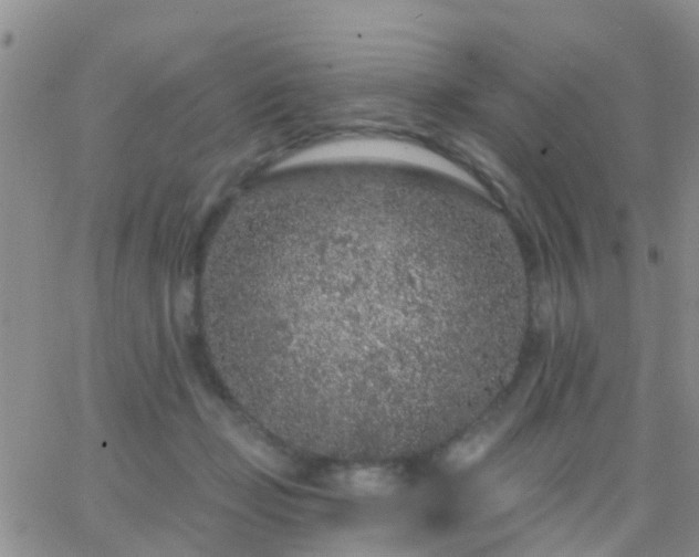 X0000065260365200602242121