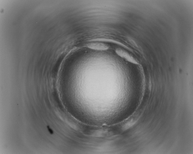 X0000065260366200602242121