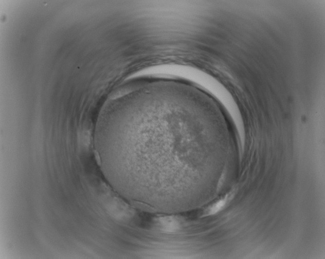 X0000065260417200602242120