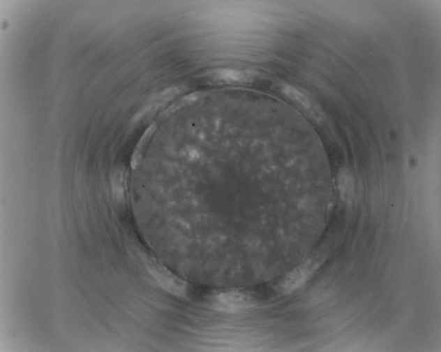 X0000065260423200602242119