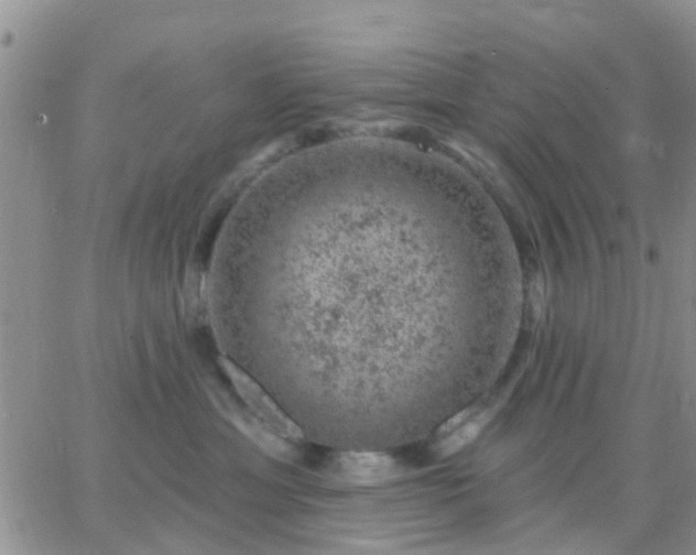 X0000065260429200602242119