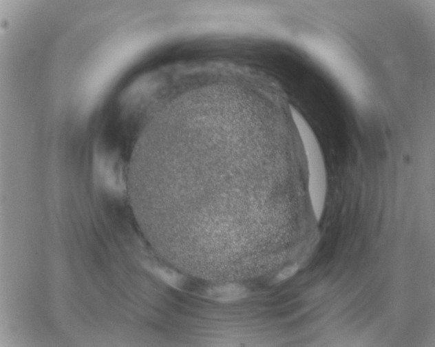 X0000065260431200602242119