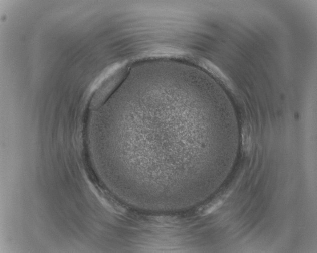 X0000065260436200602242119