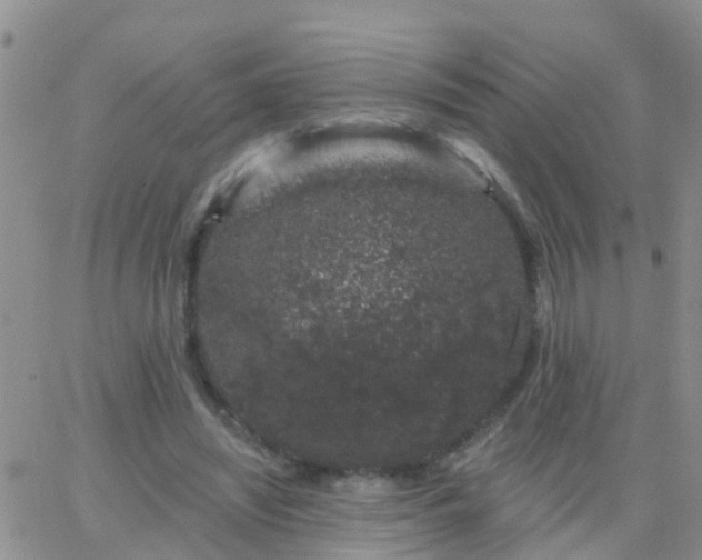 X0000065260444200602242119